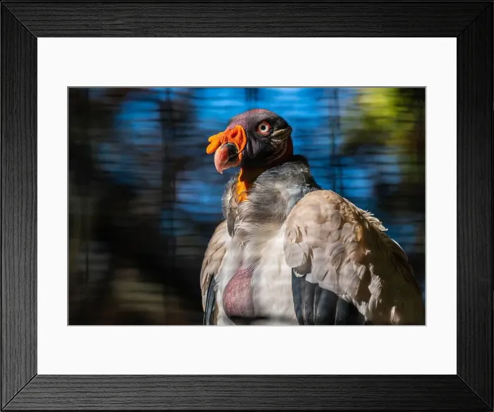 Framed Print : A large King Vulture in Tucson, Arizona Framed Print : A large King Vulture in Tucson, Arizona