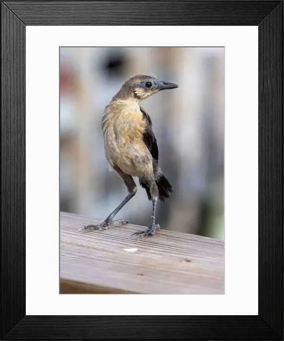 Framed Print : Juvenile boat-tailed grackle (Quiscalus major) - Wakodahatchee Wetlands, Delray Beach, Florida, USA Framed Print : Juvenile boat-tailed grackle (Quiscalus major) - Wakodahatchee Wetlands, Delray Beach, Florida, USA