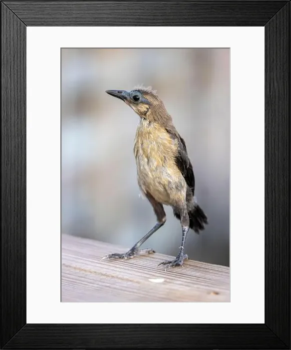 Framed Print : Juvenile boat-tailed grackle (Quiscalus major) - Wakodahatchee Wetlands, Delray Beach, Florida, USA Framed Print : Juvenile boat-tailed grackle (Quiscalus major) - Wakodahatchee Wetlands, Delray Beach, Florida, USA