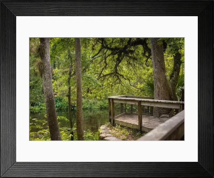 Framed Print : Hillsborough River State Park Tampa Bay Hillsborough County Florida USA Framed Print : Hillsborough River State Park Tampa Bay Hillsborough County Florida USA