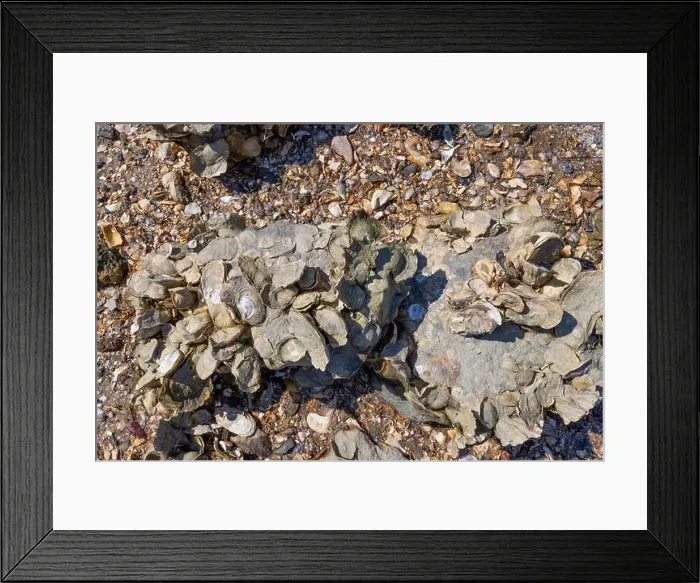Framed Print : Close up of mud encrusted oysters on rock along the shore of Atlantic in land waters near Charleston, South Carolina Framed Print : Close up of mud encrusted oysters on rock along the shore of Atlantic in land waters near Charleston, South Carolina