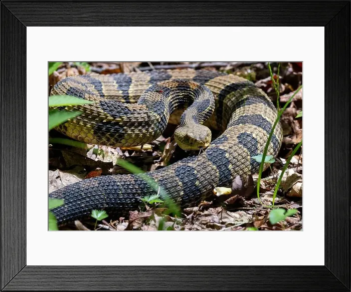 Framed Print : Timber Rattlesnake (Crotalus horridus) - Pisgah National Forest - Brevard, North Carolina, USA Framed Print : Timber Rattlesnake (Crotalus horridus) - Pisgah National Forest - Brevard, North Carolina, USA