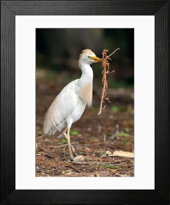 Framed Print : Western Cattle Egret (Bubulcus ibis) gathering nesting materials - Wakodahatchee Wetlands, Delray Beach, Florida, USA Framed Print : Western Cattle Egret (Bubulcus ibis) gathering nesting materials - Wakodahatchee Wetlands, Delray Beach, Florida, USA