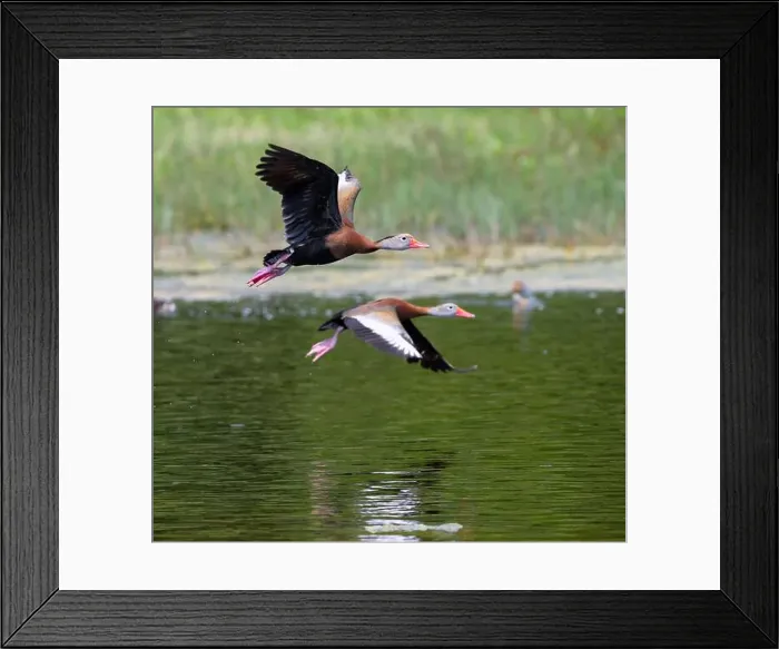 Framed Print : Black-bellied whistling ducks (Dendrocygna autumnalis) in flight, Lafitte's Cove, Texas, USA Framed Print : Black-bellied whistling ducks (Dendrocygna autumnalis) in flight, Lafitte's Cove, Texas, USA