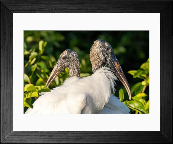 Framed Print : Wood stork (Mycteria americana) breeding pair on nest - Wakodahatchee Wetlands, Delray Beach, Florida, USA Framed Print : Wood stork (Mycteria americana) breeding pair on nest - Wakodahatchee Wetlands, Delray Beach, Florida, USA