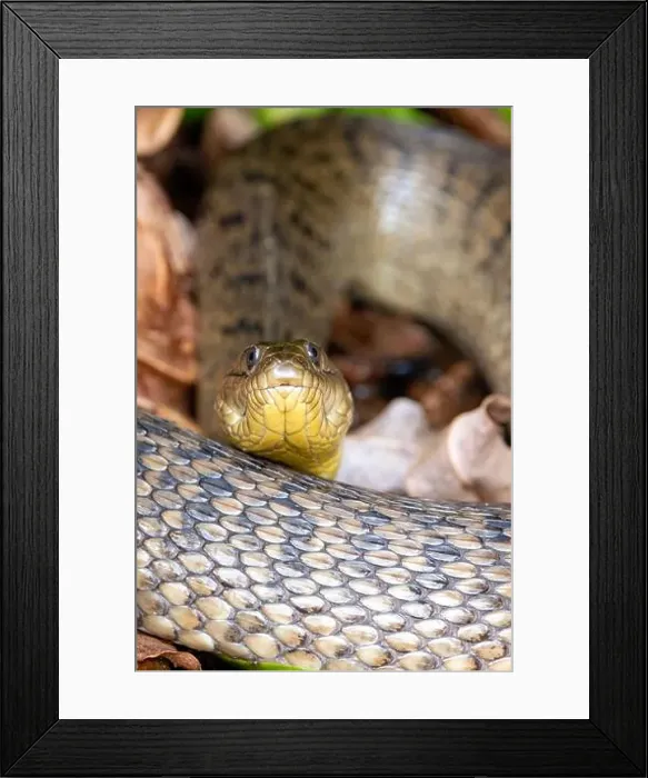 Framed Print : Florida Green Watersnake (Nerodia floridana) - Wakodahatchee Wetlands, Delray Beach, Florida, USA Framed Print : Florida Green Watersnake (Nerodia floridana) - Wakodahatchee Wetlands, Delray Beach, Florida, USA