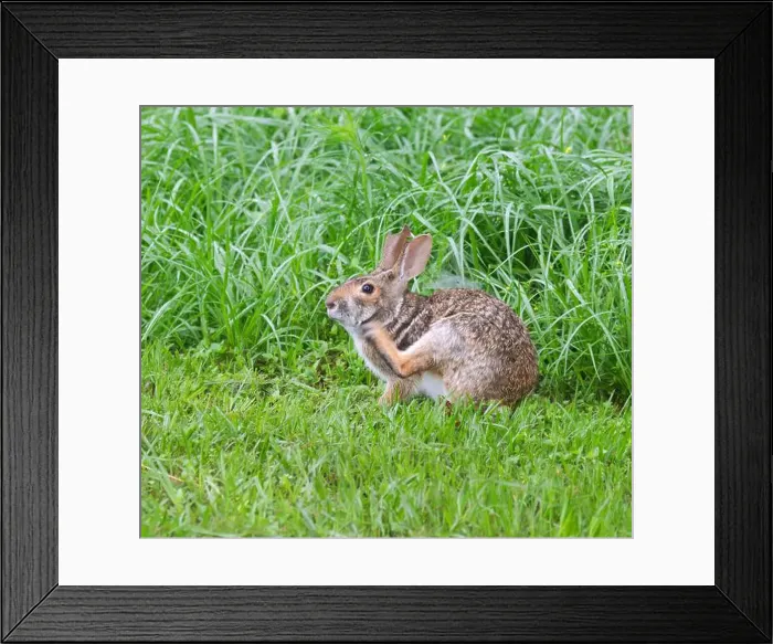 Framed Print : Swamp rabbit (Sylvilagus aquaticus), Brazos Bend state park, Needville, Texas, USA Framed Print : Swamp rabbit (Sylvilagus aquaticus), Brazos Bend state park, Needville, Texas, USA