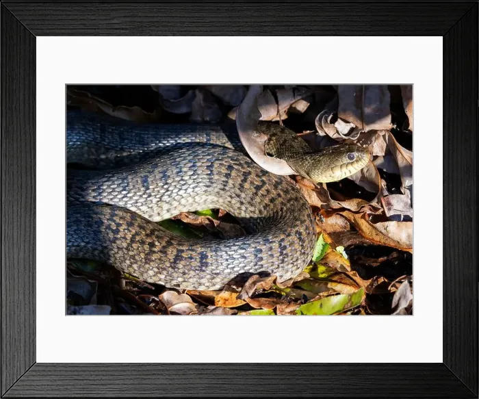 Framed Print : Florida Green Watersnake (Nerodia floridana) - Wakodahatchee Wetlands, Delray Beach, Florida, USA Framed Print : Florida Green Watersnake (Nerodia floridana) - Wakodahatchee Wetlands, Delray Beach, Florida, USA