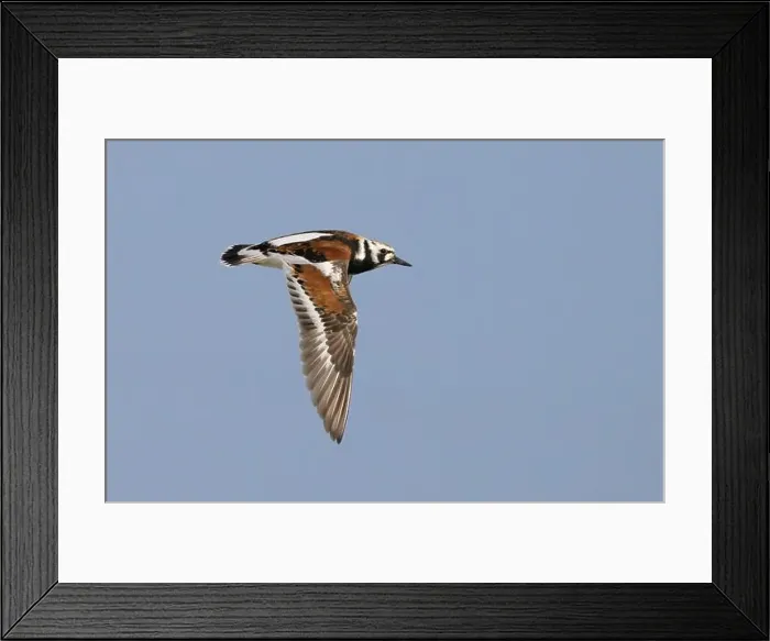 Framed Print : Ruddy turnstone (Arenaria interpres) flying in blue sky during spring migration, Galveston, Texas, USA Framed Print : Ruddy turnstone (Arenaria interpres) flying in blue sky during spring migration, Galveston, Texas, USA