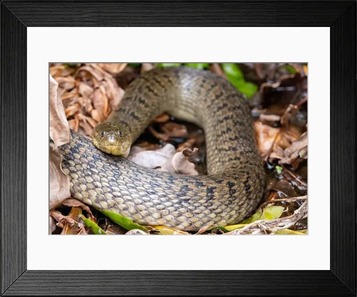 Framed Print : Florida Green Watersnake (Nerodia floridana) - Wakodahatchee Wetlands, Delray Beach, Florida, USA Framed Print : Florida Green Watersnake (Nerodia floridana) - Wakodahatchee Wetlands, Delray Beach, Florida, USA