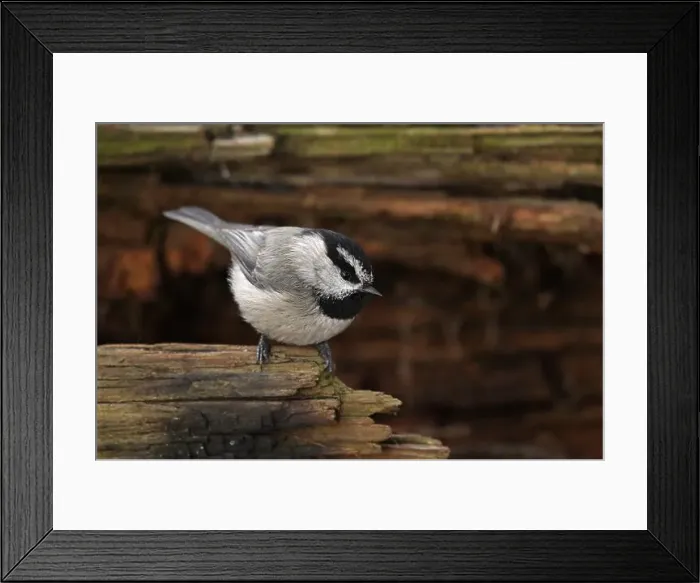 Framed Print : Mountain Chickadee perched (Poecile gambeli) on a log in winter. Yaak Valley, Montana. (Photo by Randy Beacham) Framed Print : Mountain Chickadee perched (Poecile gambeli) on a log in winter. Yaak Valley, Montana. (Photo by Randy Beacham)