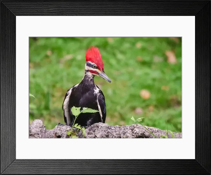 Framed Print : Pileated woodpecker in Arlington, Virginia USA. 6 May 2024 Framed Print : Pileated woodpecker in Arlington, Virginia USA. 6 May 2024
