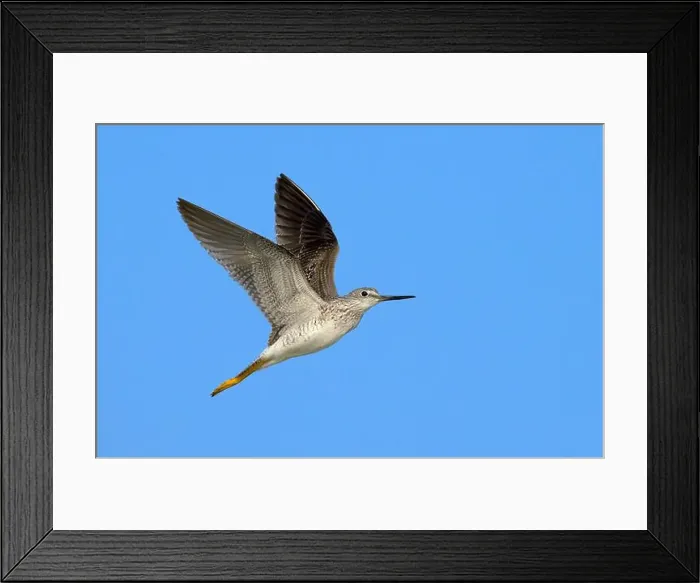 Framed Print : Lesser yellowlegs (Tringa flavipes) flying in blue sky during spring migration, Galveston, Texas, USA