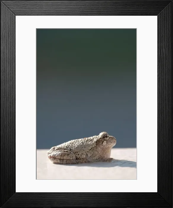 Framed Print : Gray treefrog catches sun on white surface Framed Print : Gray treefrog catches sun on white surface