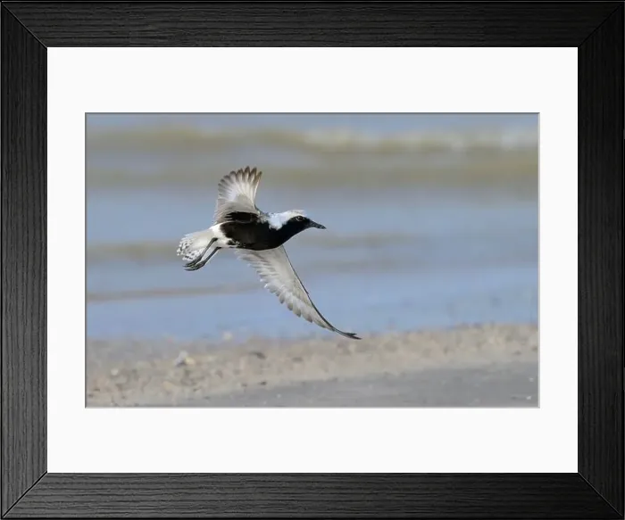 Framed Print : Black-bellied plover (Pluvialis squatarola) taking off from sandy beach during the spring migration Framed Print : Black-bellied plover (Pluvialis squatarola) taking off from sandy beach during the spring migration
