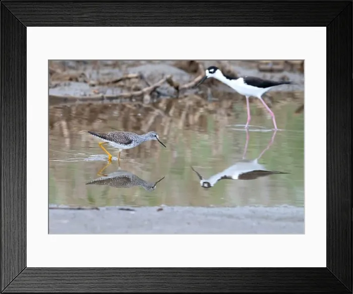 Framed Print : Lesser Yellowlegs (Tringa flavipes) and Black-necked stilt (Himantopus mexicanus) feeding on a shallow water Framed Print : Lesser Yellowlegs (Tringa flavipes) and Black-necked stilt (Himantopus mexicanus) feeding on a shallow water