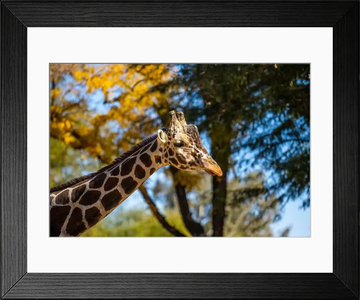 Framed Print : A long slender giraffe in Tucson, Arizona Framed Print : A long slender giraffe in Tucson, Arizona