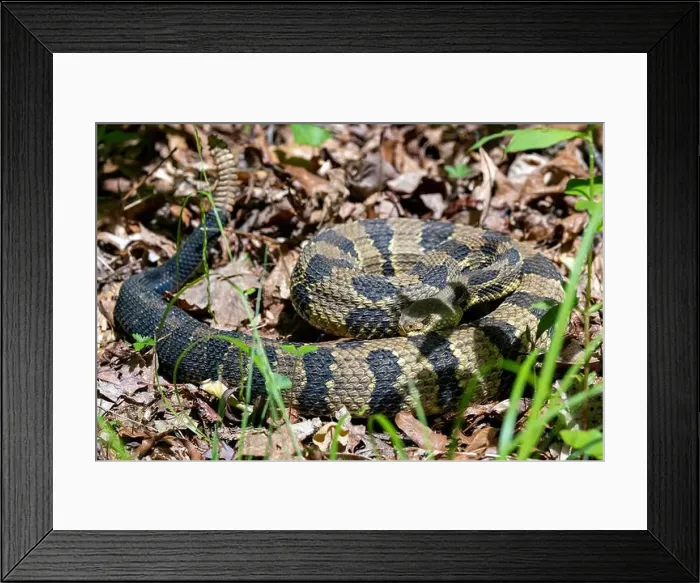 Framed Print : Timber Rattlesnake (Crotalus horridus) - Pisgah National Forest - Brevard, North Carolina, USA Framed Print : Timber Rattlesnake (Crotalus horridus) - Pisgah National Forest - Brevard, North Carolina, USA