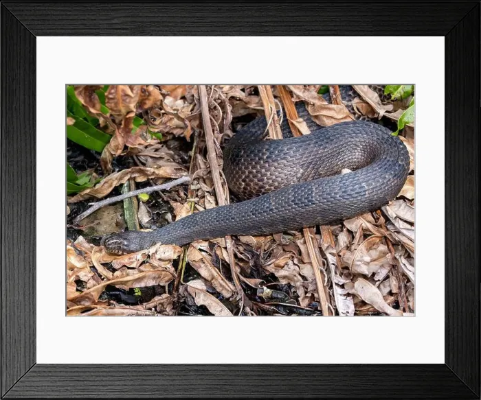 Framed Print : Southern Watersnake (Nerodia fasciata) - Wakodahatchee Wetlands, Delray Beach, Florida, USA Framed Print : Southern Watersnake (Nerodia fasciata) - Wakodahatchee Wetlands, Delray Beach, Florida, USA