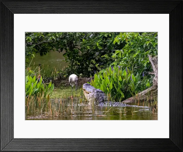 Framed Print : American alligator (Alligator mississippiensis) approaching a wood stork (Mycteria americana) at Wakodahatchee Wetlands Framed Print : American alligator (Alligator mississippiensis) approaching a wood stork (Mycteria americana) at Wakodahatchee Wetlands