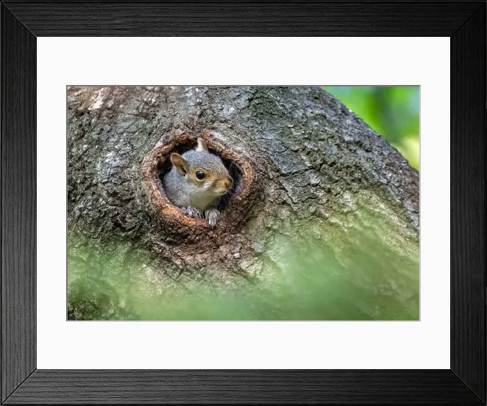 Framed Print : Eastern Gray Squirrel (Sciurus carolinensis) baby peeking out of hole in tree trunk - Brevard, North Carolina, USA Framed Print : Eastern Gray Squirrel (Sciurus carolinensis) baby peeking out of hole in tree trunk - Brevard, North Carolina, USA