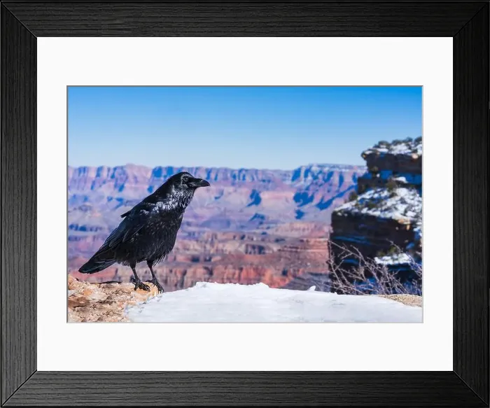 Framed Print : Stunning Raven Overlooking the Grand Canyon, Winter Scene Framed Print : Stunning Raven Overlooking the Grand Canyon, Winter Scene