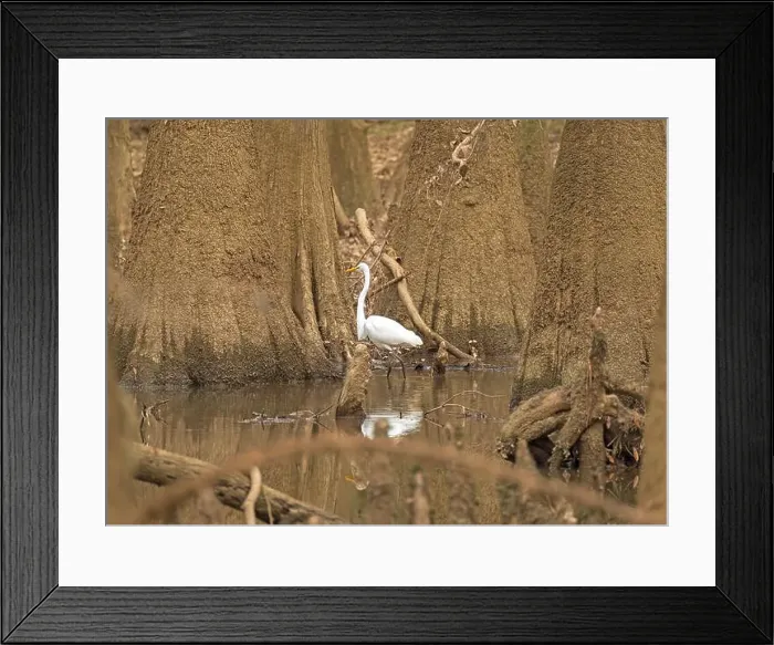Framed Print : A Great Egret Deep in the Heart of a Bottomland Forest in Congaree National Park in South Carolina Framed Print : A Great Egret Deep in the Heart of a Bottomland Forest in Congaree National Park in South Carolina