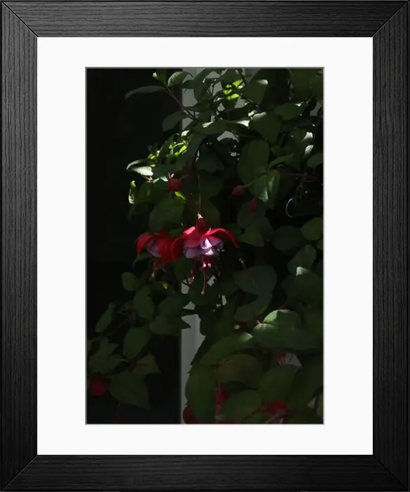 Framed Print : A Fuchsia Magellanica plant with purple and red flowers and flower buds hangind in a dark