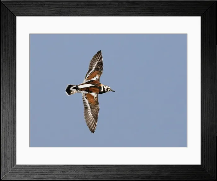 Framed Print : Ruddy turnstone (Arenaria interpres) flying in blue sky during spring migration, Galveston, Texas, USA Framed Print : Ruddy turnstone (Arenaria interpres) flying in blue sky during spring migration, Galveston, Texas, USA