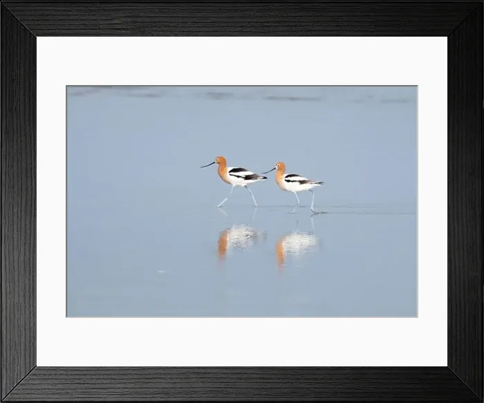 Framed Print : The american avocets feeding in an ocean, Galveston, Texas Framed Print : The american avocets feeding in an ocean, Galveston, Texas