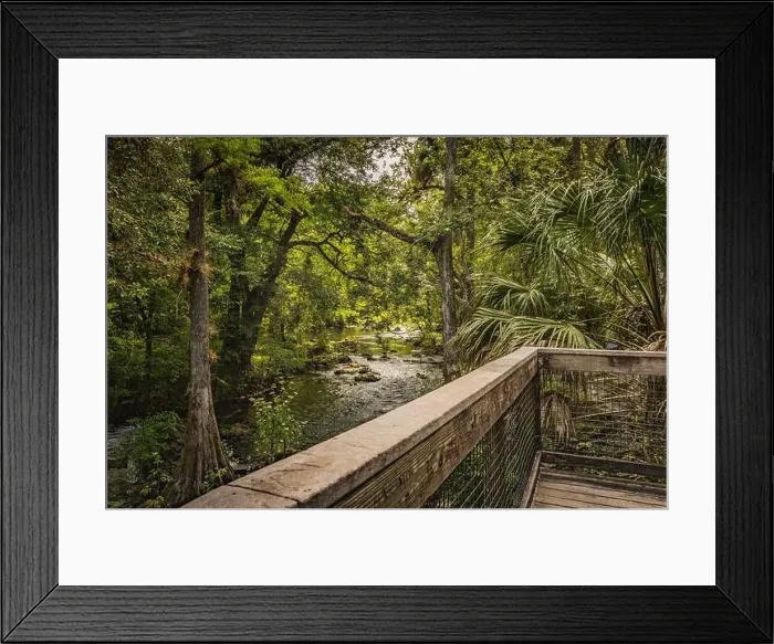 Framed Print : Hillsborough River State Park Tampa Bay Hillsborough County Florida USA Framed Print : Hillsborough River State Park Tampa Bay Hillsborough County Florida USA