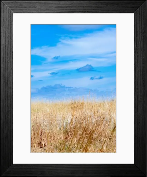 Framed Print : American prairie - USA Mountain West / midwest landscape in Colorado United States - tall grasses & blue sky Arsenal Framed Print : American prairie - USA Mountain West / midwest landscape in Colorado United States - tall grasses & blue sky Arsenal