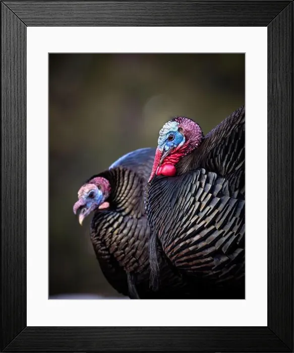 Framed Print : Close up of two Merriam's tom turkeys - Meleagris gallopavo - in early spring Colorado, USA Framed Print : Close up of two Merriam's tom turkeys - Meleagris gallopavo - in early spring Colorado, USA