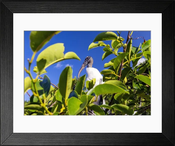 Framed Print : Wood stork (Mycteria americana) - Wakodahatchee Wetlands, Delray Beach, Florida, USA Framed Print : Wood stork (Mycteria americana) - Wakodahatchee Wetlands, Delray Beach, Florida, USA