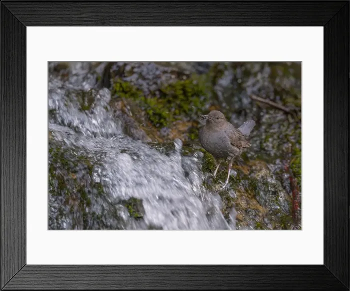 Framed Print : An adult American Dipper standing in a stream of water bringing aquatic invertebrates to nestlings behind a waterfall Framed Print : An adult American Dipper standing in a stream of water bringing aquatic invertebrates to nestlings behind a waterfall