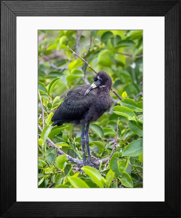 Framed Print : Juvenile glossy ibis (Plegadis falcinellus) - Wakodahatchee Wetlands, Delray Beach, Florida, USA Framed Print : Juvenile glossy ibis (Plegadis falcinellus) - Wakodahatchee Wetlands, Delray Beach, Florida, USA