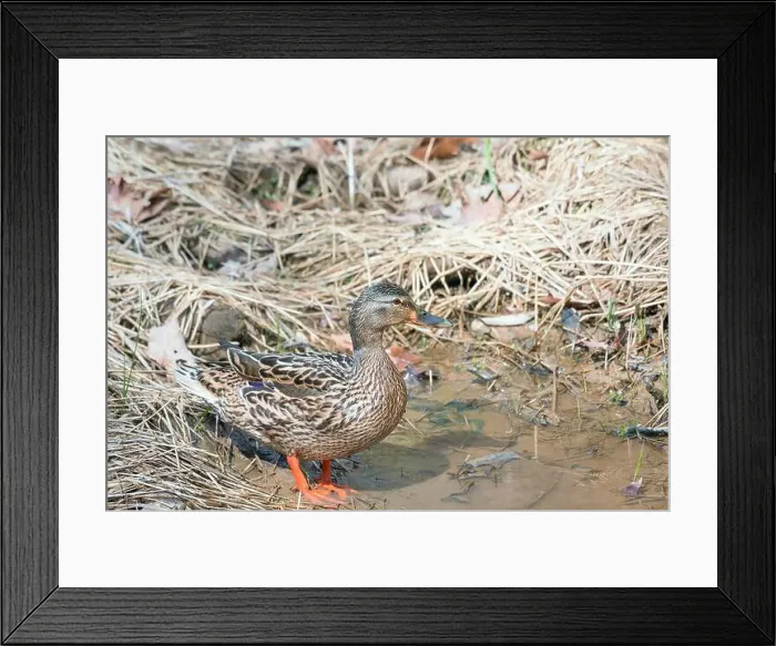 Framed Print : Female Mallard (Anas platyrhynchos) in the Chesapeake and Ohio Canal National Historical Park. Maryland. USA