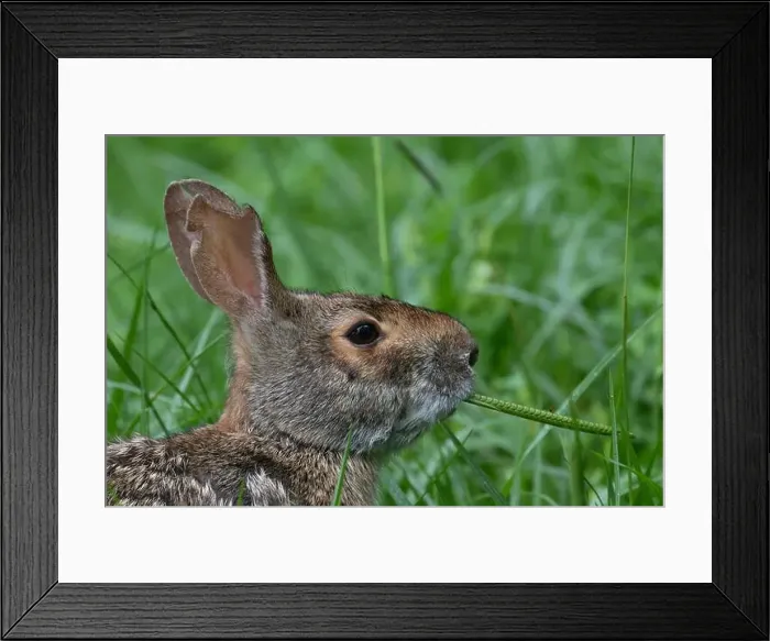 Framed Print : Swamp rabbit (Sylvilagus aquaticus) eating grass, Brazos Bend state park, Needville, Texas, USA Framed Print : Swamp rabbit (Sylvilagus aquaticus) eating grass, Brazos Bend state park, Needville, Texas, USA