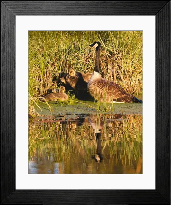 Framed Print : Adult Canada goose (Branta canadensis)