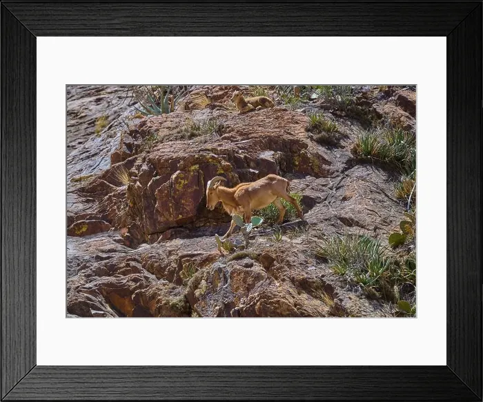 Framed Print : Barbary Sheep in Big Bend National Park Texas Framed Print : Barbary Sheep in Big Bend National Park Texas