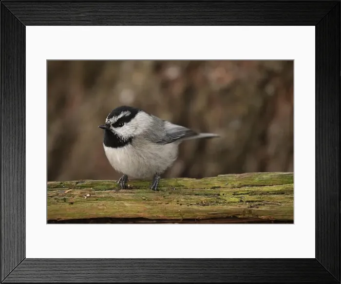 Framed Print : Mountain Chickadee (Poecile gambeli) perched on a log in winter. Yaak Valley, Montana. (Photo by Randy Beacham) Framed Print : Mountain Chickadee (Poecile gambeli) perched on a log in winter. Yaak Valley, Montana. (Photo by Randy Beacham)