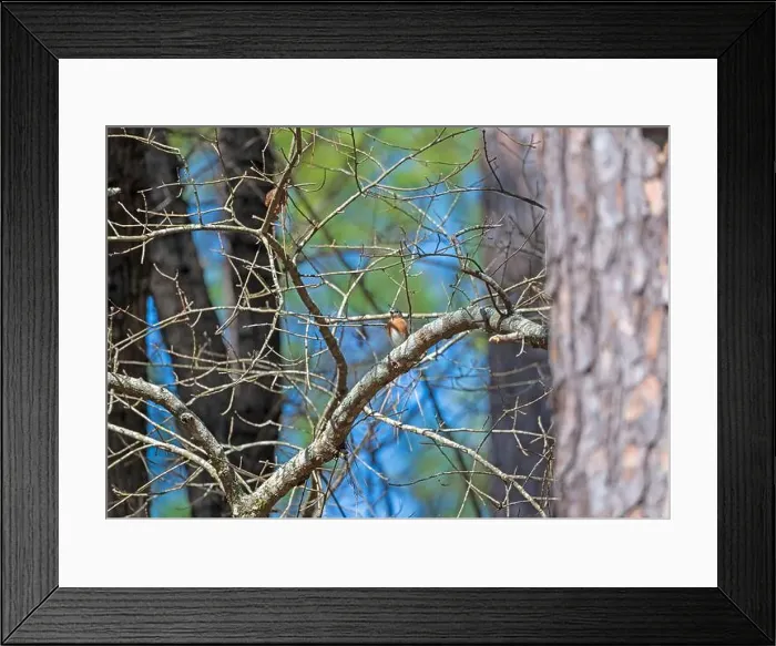 Framed Print : Eastern Bluebird in a Forest in Congaree National Park in South Carolina Framed Print : Eastern Bluebird in a Forest in Congaree National Park in South Carolina