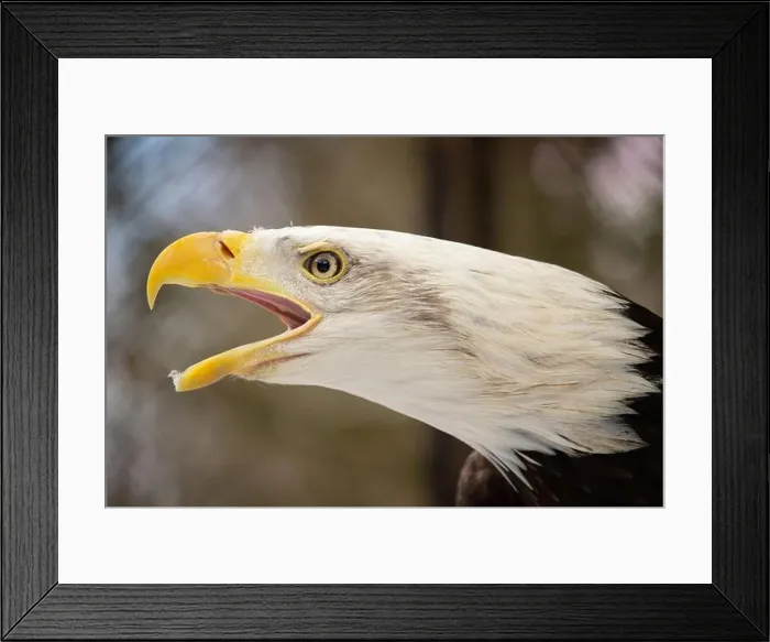 Framed Print : Portrait of an American female Bald Eagle nature backgraund Framed Print : Portrait of an American female Bald Eagle nature backgraund