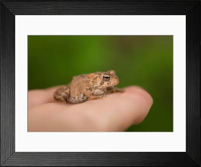 Framed Print : A Small American Toad on Someone's Hand Framed Print : A Small American Toad on Someone's Hand