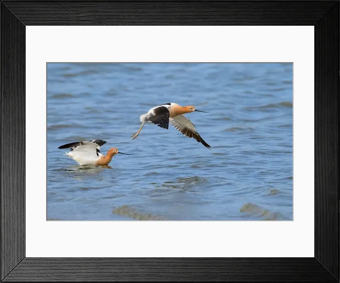 Framed Print : American avocets (Recurvirostra americana) taking off the ocean coast during spring migration, Galveston, Texas, USA Framed Print : American avocets (Recurvirostra americana) taking off the ocean coast during spring migration, Galveston, Texas, USA