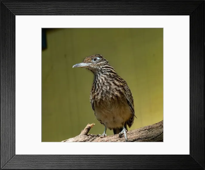 Framed Print : The greater roadrunner (Geococcyx californianus) is a long-legged bird in the cuckoo family Framed Print : The greater roadrunner (Geococcyx californianus) is a long-legged bird in the cuckoo family