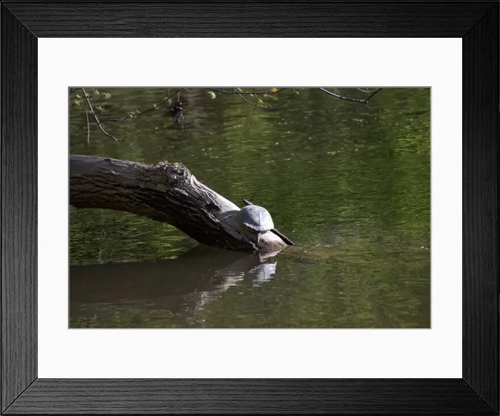 Framed Print : A yellow bellied turtle basking on a log in Pennsylvania Framed Print : A yellow bellied turtle basking on a log in Pennsylvania