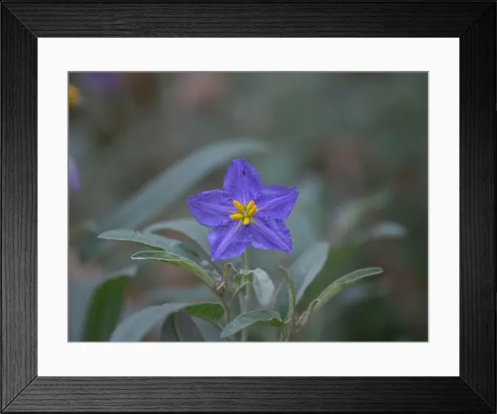 Framed Print : Western Horse-Nettle (solanum dimidiatum)