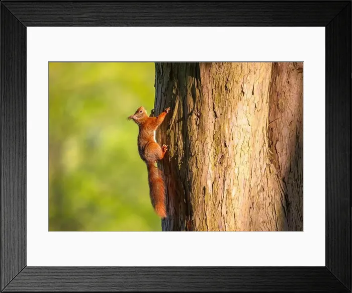 Framed Print : cute young squirrel portrait on tree at park Framed Print : cute young squirrel portrait on tree at park