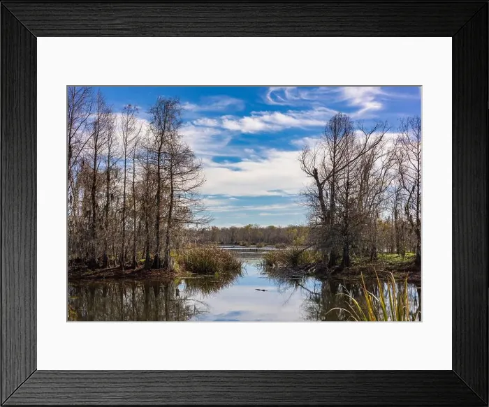 Framed Print : Brazos Bend State Park, Texas, in a beautiful sunny morning Framed Print : Brazos Bend State Park, Texas, in a beautiful sunny morning